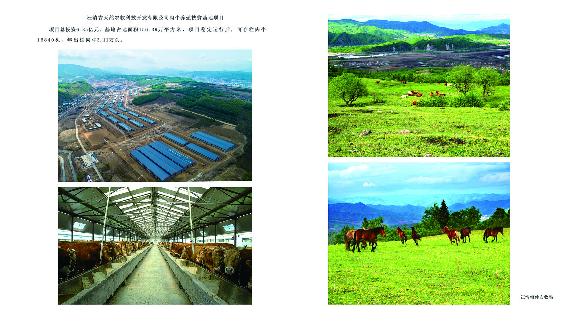 汪清吉天然肉牛养殖扶贫基地