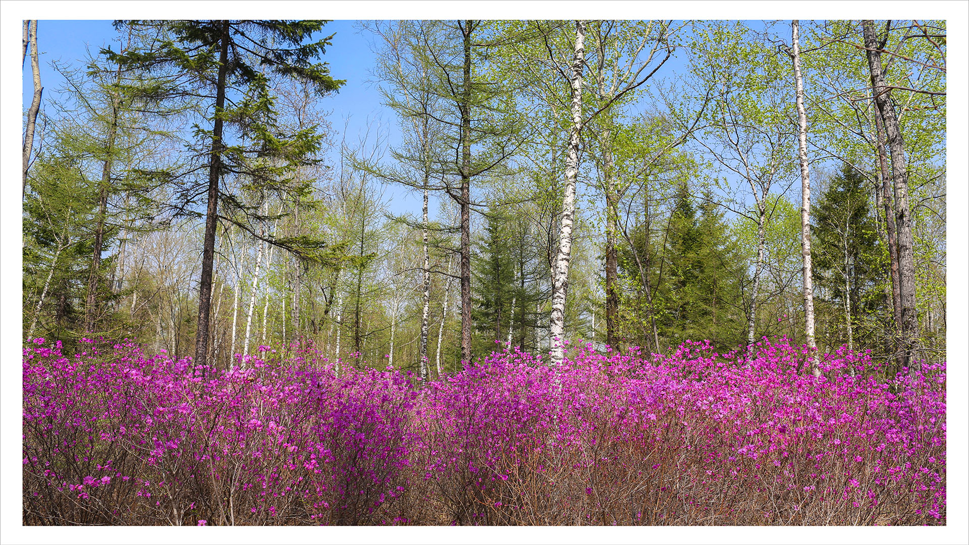 兰家 金达莱 拷贝